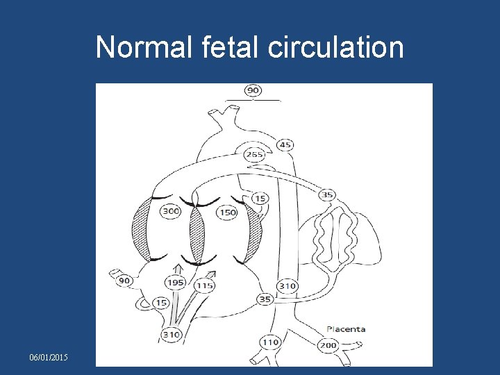 Normal fetal circulation 06/01/2015 