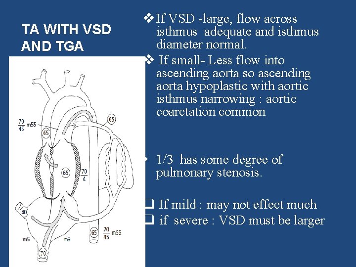 TA WITH VSD AND TGA v If VSD -large, flow across isthmus adequate and