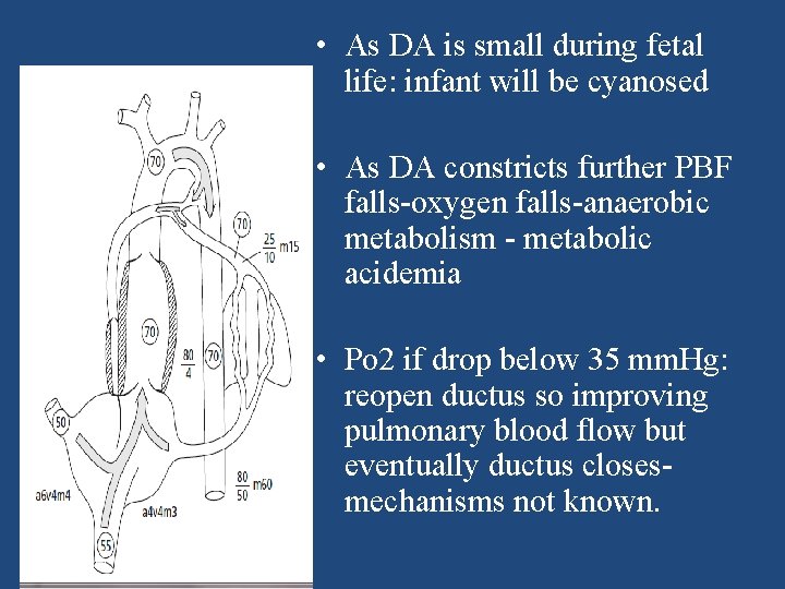  • As DA is small during fetal life: infant will be cyanosed •