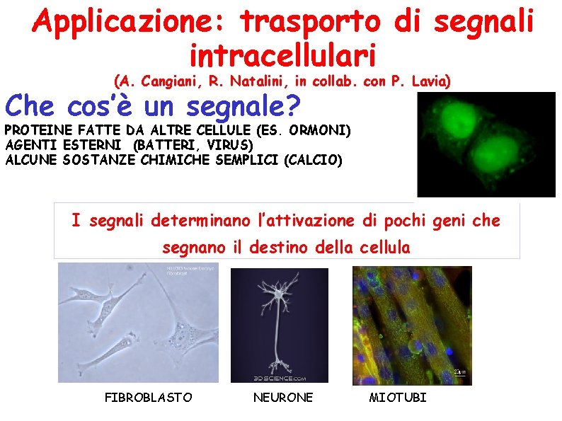 Applicazione: trasporto di segnali intracellulari (A. Cangiani, R. Natalini, in collab. con P. Lavia)