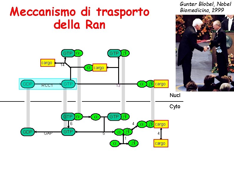 Gunter Blobel, Nobel Biomedicina, 1999 Meccanismo di trasporto della Ran GTP cargo GDP RCC