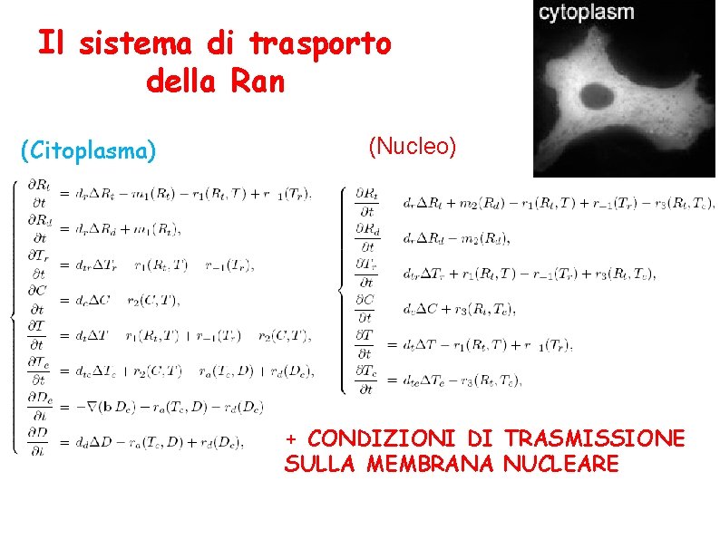 Il sistema di trasporto della Ran (Citoplasma) (Nucleo) + CONDIZIONI DI TRASMISSIONE SULLA MEMBRANA