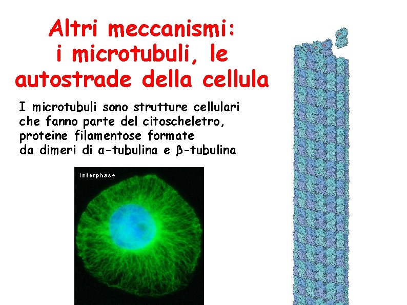 Altri meccanismi: i microtubuli, le autostrade della cellula I microtubuli sono strutture cellulari che