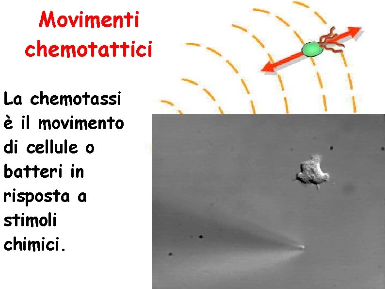 Movimenti chemotattici La chemotassi è il movimento di cellule o batteri in risposta a