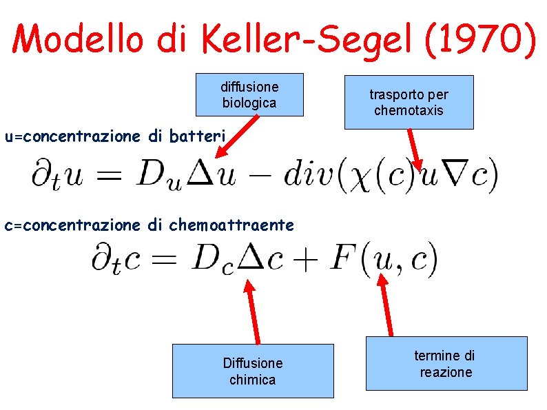 Modello di Keller-Segel (1970) diffusione biologica trasporto per chemotaxis u=concentrazione di batteri c=concentrazione di