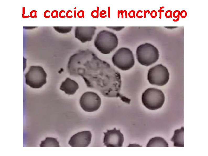 La caccia del macrofago 