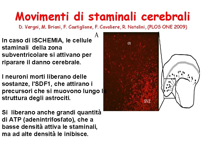 Movimenti di staminali cerebrali D. Vergni, M. Briani, F. Castiglione, F. Cavaliere, R. Natalini,