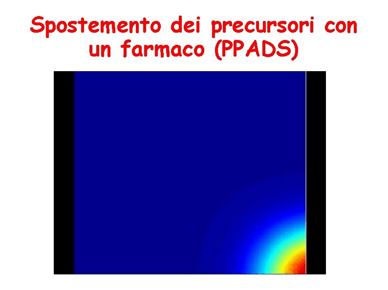 Spostemento dei precursori con un farmaco (PPADS) 