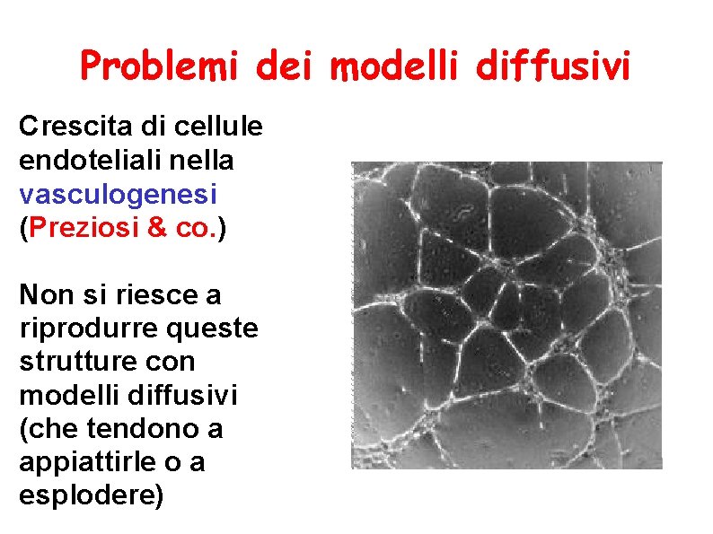 Problemi dei modelli diffusivi Crescita di cellule endoteliali nella vasculogenesi (Preziosi & co. )