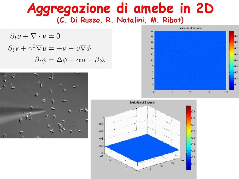 Aggregazione di amebe in 2 D (C. Di Russo, R. Natalini, M. Ribot) 