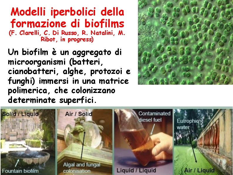 Modelli iperbolici della formazione di biofilms (F. Clarelli, C. Di Russo, R. Natalini, M.