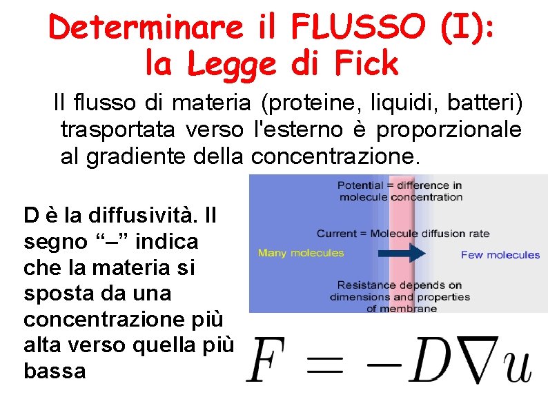 Determinare il FLUSSO (I): la Legge di Fick Il flusso di materia (proteine, liquidi,
