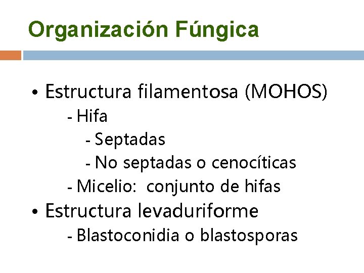 Organización Fúngica • Estructura filamentosa (MOHOS) - Hifa - Septadas - No septadas o