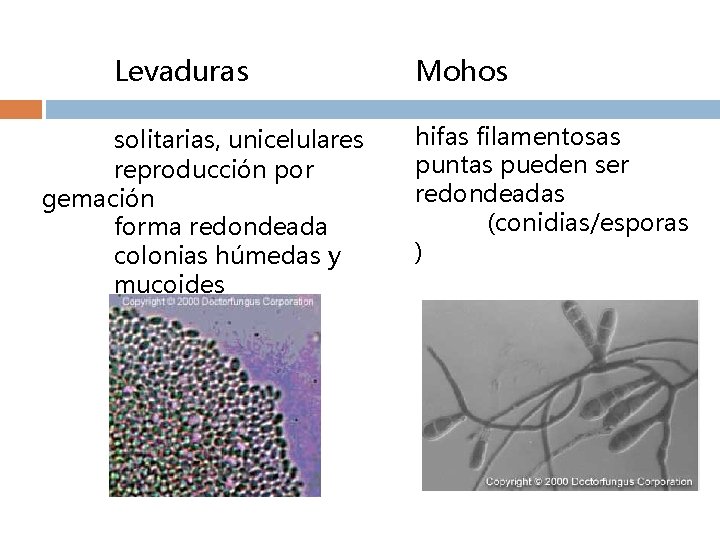 Levaduras solitarias, unicelulares reproducción por gemación forma redondeada colonias húmedas y mucoides Mohos hifas