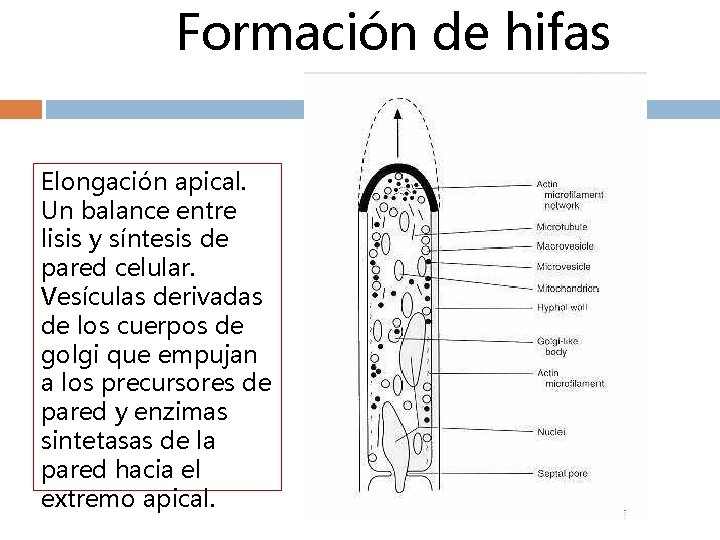 Formación de hifas Elongación apical. Un balance entre lisis y síntesis de pared celular.