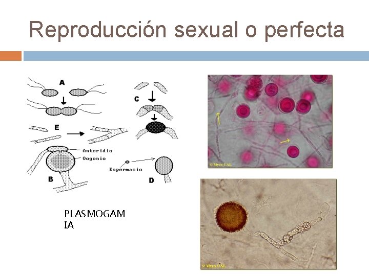 Reproducción sexual o perfecta PLASMOGAM IA 