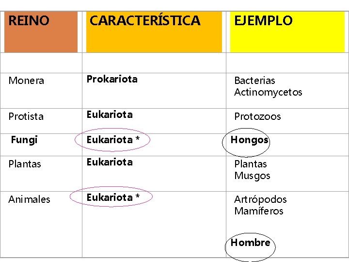 REINO CARACTERÍSTICA EJEMPLO Monera Prokariota Bacterias Actinomycetos Protista Eukariota Protozoos Fungi Eukariota * Plantas
