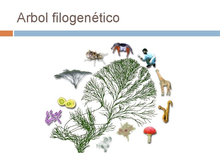 Arbol filogenético 