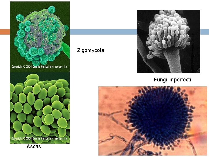 Zigomycota Fungi imperfecti Ascas 