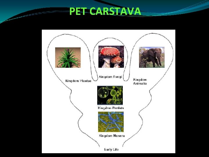 PET CARSTAVA 