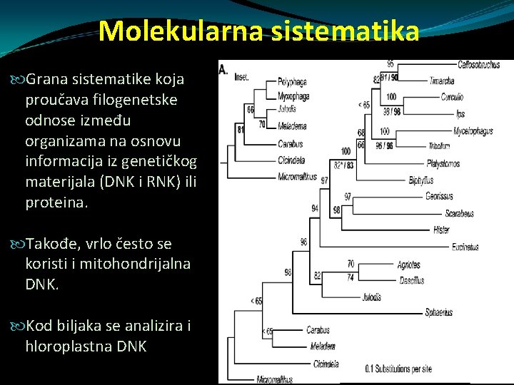 Molekularna sistematika Grana sistematike koja proučava filogenetske odnose između organizama na osnovu informacija iz