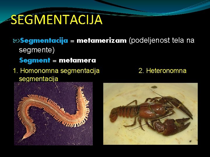 SEGMENTACIJA Segmentacija = metamerizam (podeljenost tela na segmente) Segment = metamera 1. Homonomna segmentacija