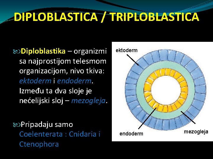 DIPLOBLASTICA / TRIPLOBLASTICA Diploblastika – organizmi sa najprostijom telesmom organizacijom, nivo tkiva: ektoderm i