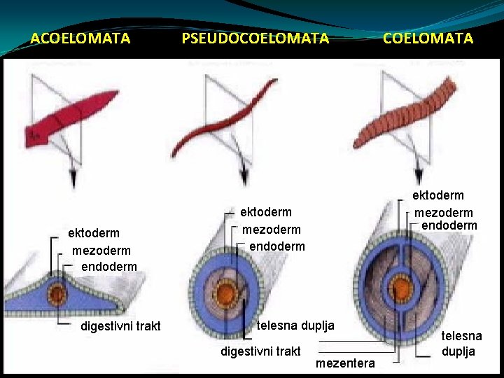 ACOELOMATA ektoderm mezoderm endoderm digestivni trakt PSEUDOCOELOMATA ektoderm mezoderm endoderm telesna duplja digestivni trakt