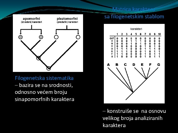 Matrica karaktera sa filogenetskim stablom Filogenetska sistematika – bazira se na srodnosti, odnosno većem