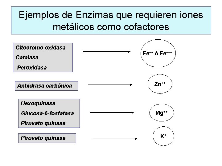 Ejemplos de Enzimas que requieren iones metálicos como cofactores Citocromo oxidasa Catalasa Fe++ ó