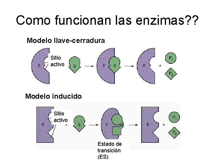 Como funcionan las enzimas? ? Modelo llave-cerradura Sitio activo Modelo inducido Sitio activo Estado