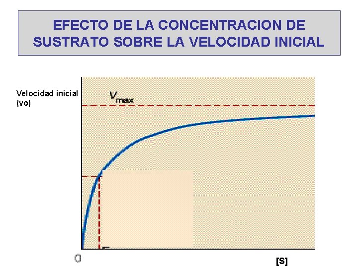 EFECTO DE LA CONCENTRACION DE SUSTRATO SOBRE LA VELOCIDAD INICIAL Velocidad inicial (vo) [S]