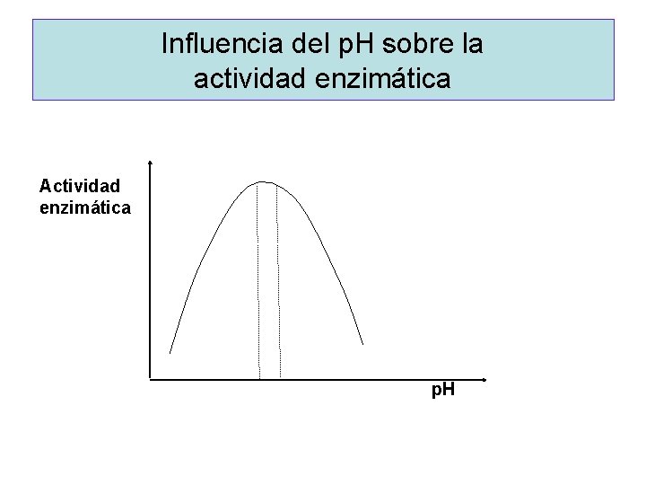 Influencia del p. H sobre la actividad enzimática Actividad enzimática p. H 