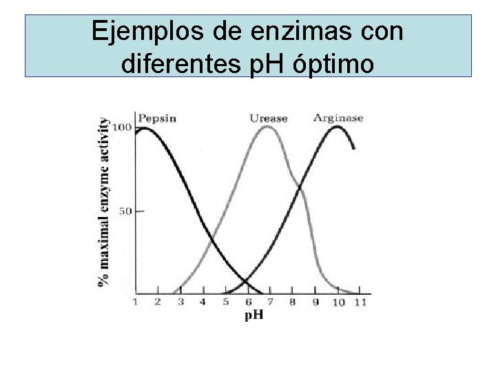 Ejemplos de enzimas con diferentes p. H óptimo 