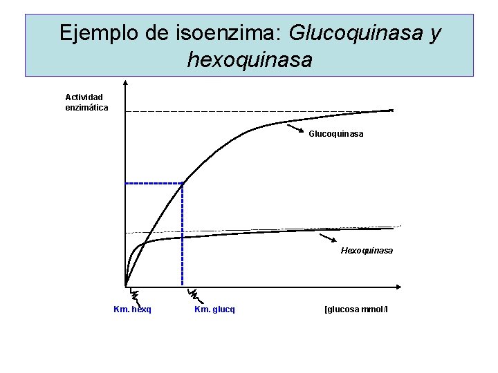 Ejemplo de isoenzima: Glucoquinasa y hexoquinasa Actividad enzimática Glucoquinasa Hexoquinasa Km. hexq Km. glucq