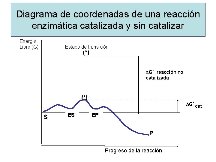 Diagrama de coordenadas de una reacción enzimática catalizada y sin catalizar Energía Libre (G)