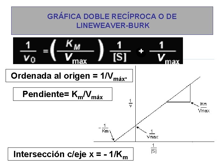 GRÁFICA DOBLE RECÍPROCA O DE LINEWEAVER-BURK Ordenada al origen = 1/Vmáx. Pendiente= Km/Vmáx Intersección
