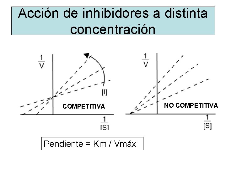 Acción de inhibidores a distinta concentración COMPETITIVA Pendiente = Km / Vmáx NO COMPETITIVA