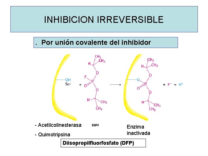 INHIBICION IRREVERSIBLE. Por unión covalente del inhibidor - Acetilcolinesterasa - Quimotripsina Enzima inactivada Diisopropilfluorfosfato