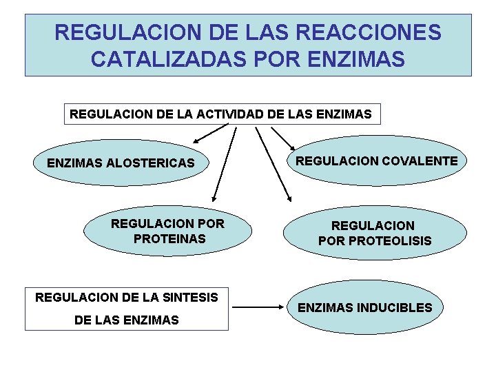 REGULACION DE LAS REACCIONES CATALIZADAS POR ENZIMAS REGULACION DE LA ACTIVIDAD DE LAS ENZIMAS