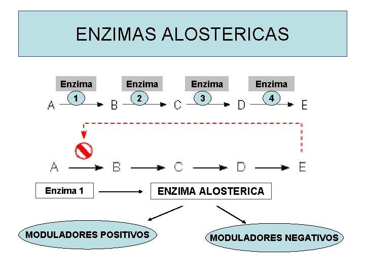 ENZIMAS ALOSTERICAS Enzima 1 Enzima 2 Enzima 1 MODULADORES POSITIVOS Enzima 3 4 ENZIMA