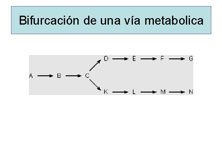 Bifurcación de una vía metabolica 