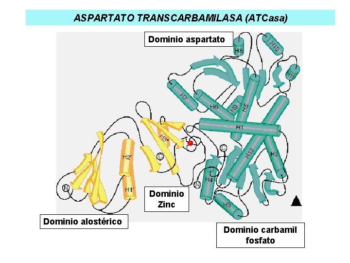 ASPARTATO TRANSCARBAMILASA (ATCasa) Dominio aspartato Dominio Zinc Dominio alostérico Dominio carbamil fosfato 