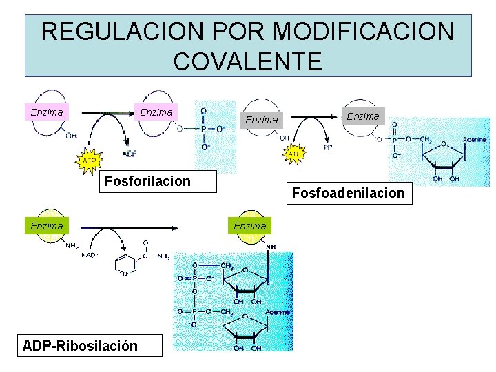 REGULACION POR MODIFICACION COVALENTE Enzima Fosforilacion Enzima ADP-Ribosilación Enzima Fosfoadenilacion Enzima 