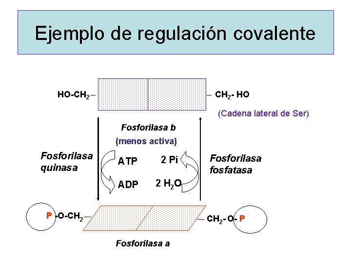 Ejemplo de regulación covalente HO-CH 2 - HO (Cadena lateral de Ser) Fosforilasa b