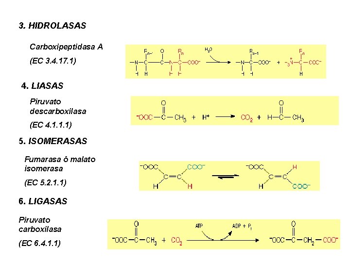 3. HIDROLASAS Carboxipeptidasa A (EC 3. 4. 17. 1) 4. LIASAS Piruvato descarboxilasa (EC
