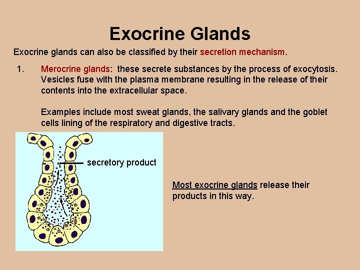 Exocrine Glands Exocrine glands can also be classified by their secretion mechanism 1. Merocrine