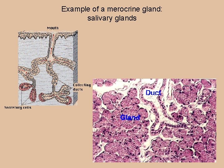 Example of a merocrine gland: salivary glands 