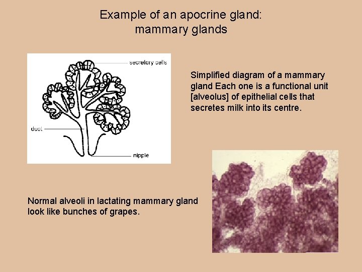 Example of an apocrine gland: mammary glands Simplified diagram of a mammary gland Each