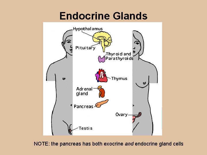 Endocrine Glands NOTE: the pancreas has both exocrine and endocrine gland cells 